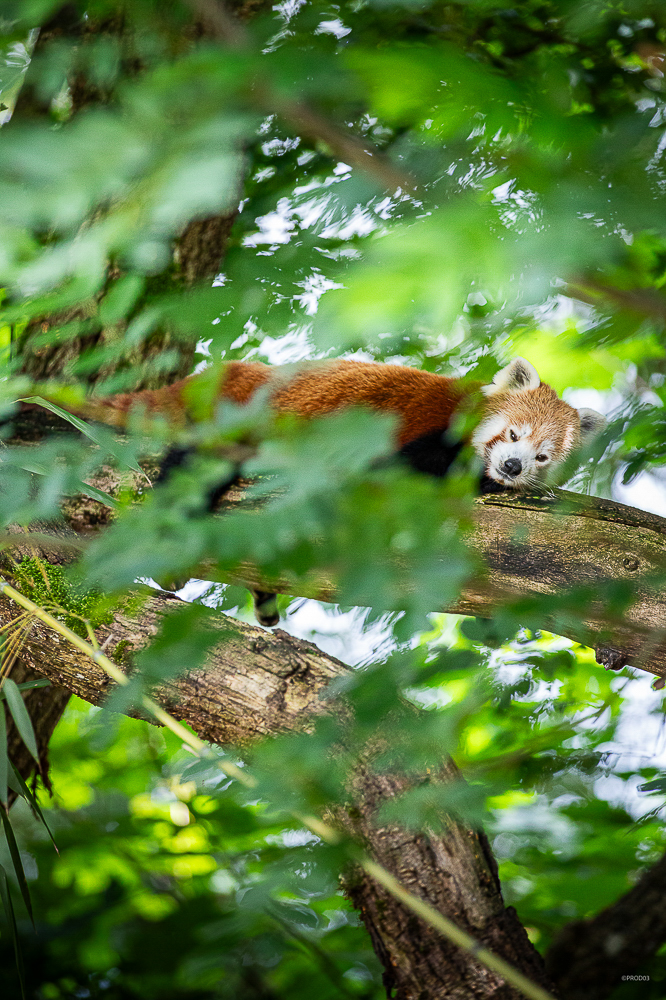 Parc Le Pal, photo 4