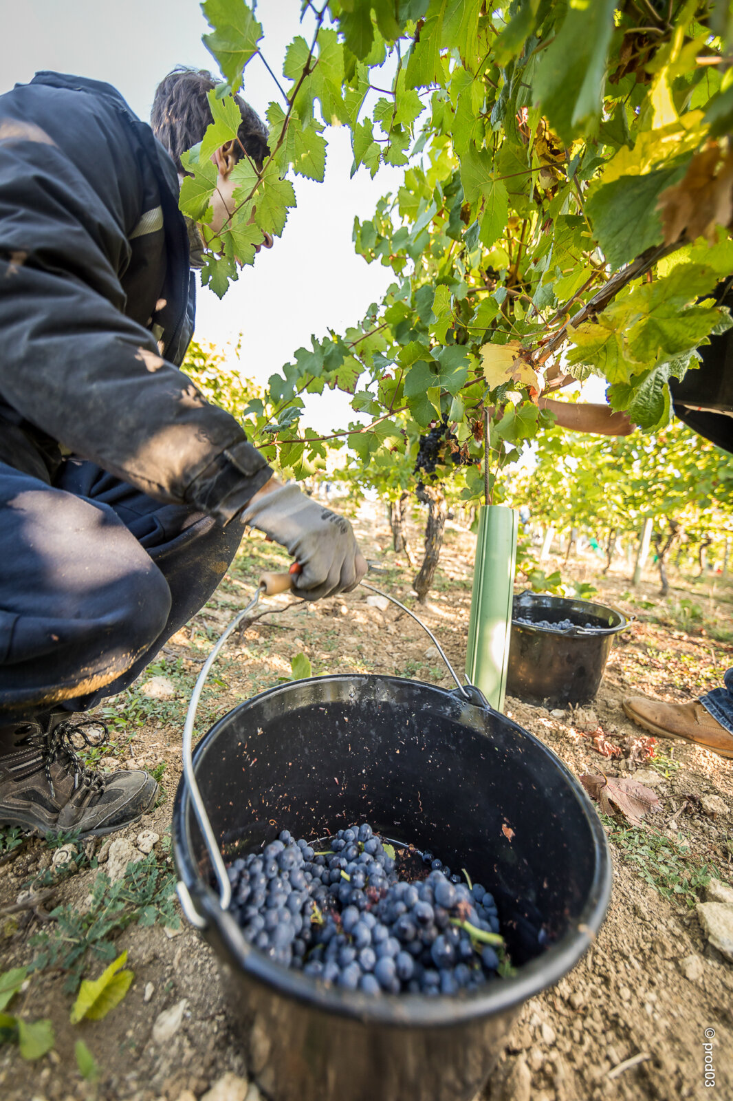 Domaine des Bérioles, photo 2