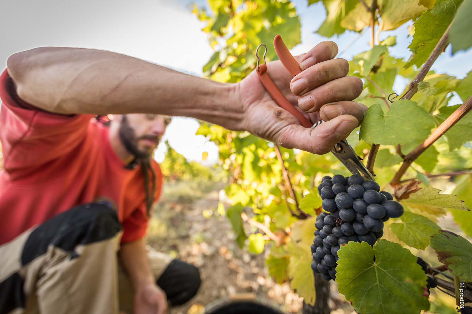 Domaine des Bérioles, photo 6
