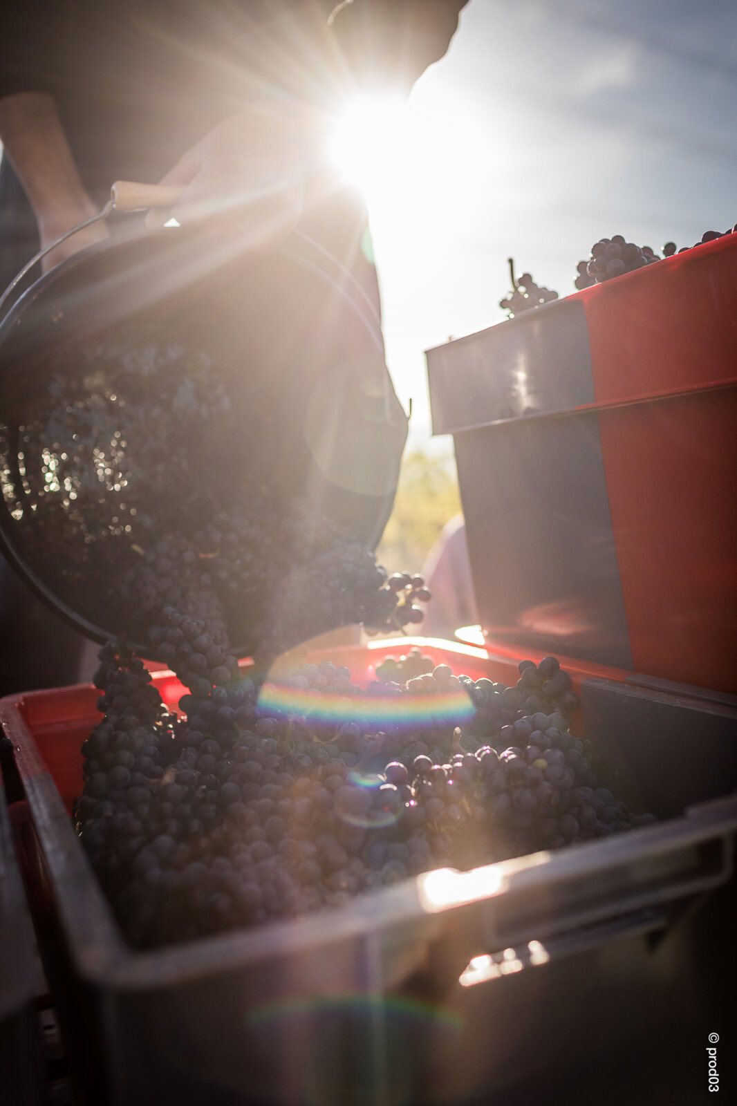 Domaine des Bérioles, photo 8