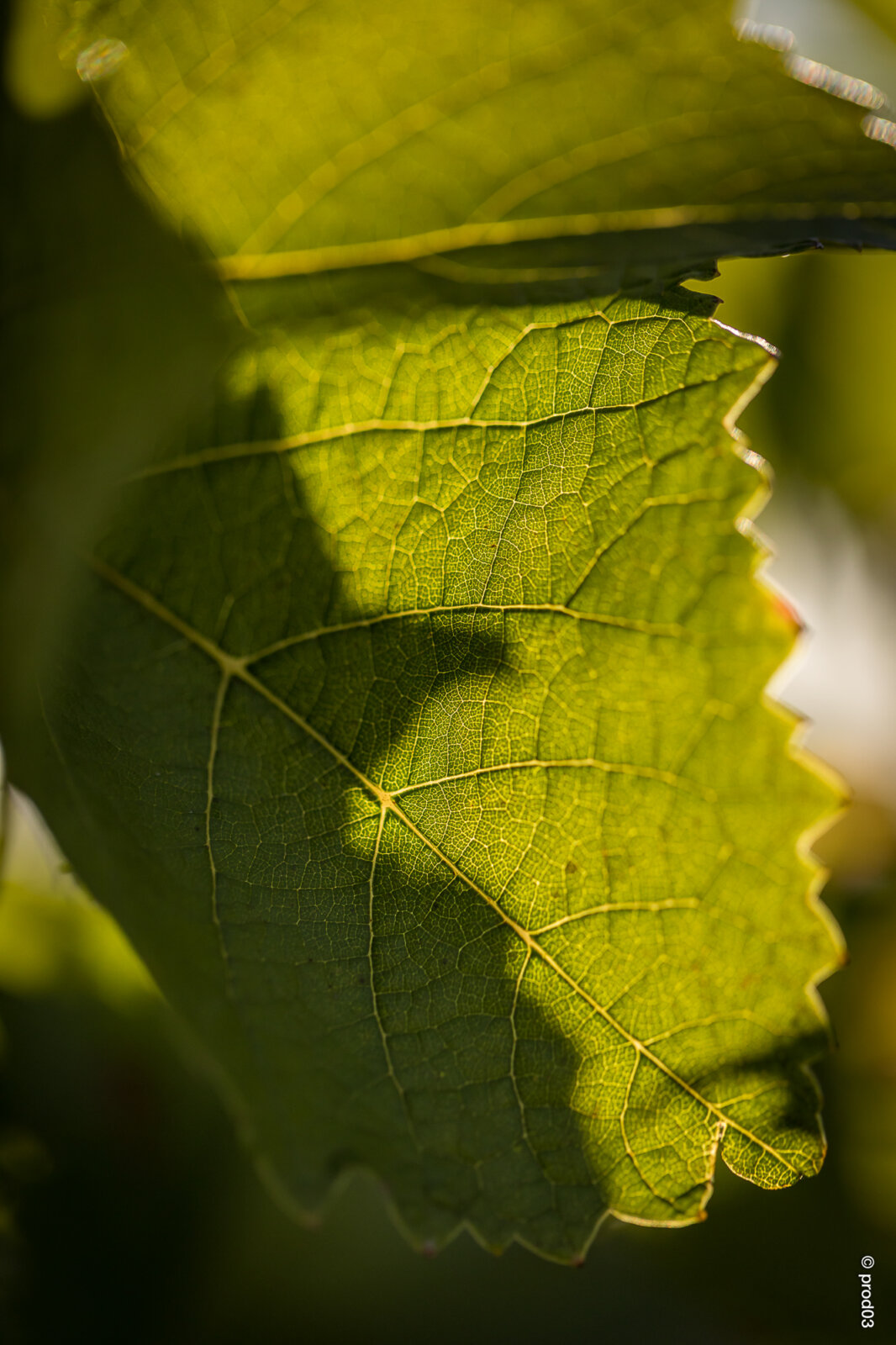 Domaine des Bérioles, photo 10