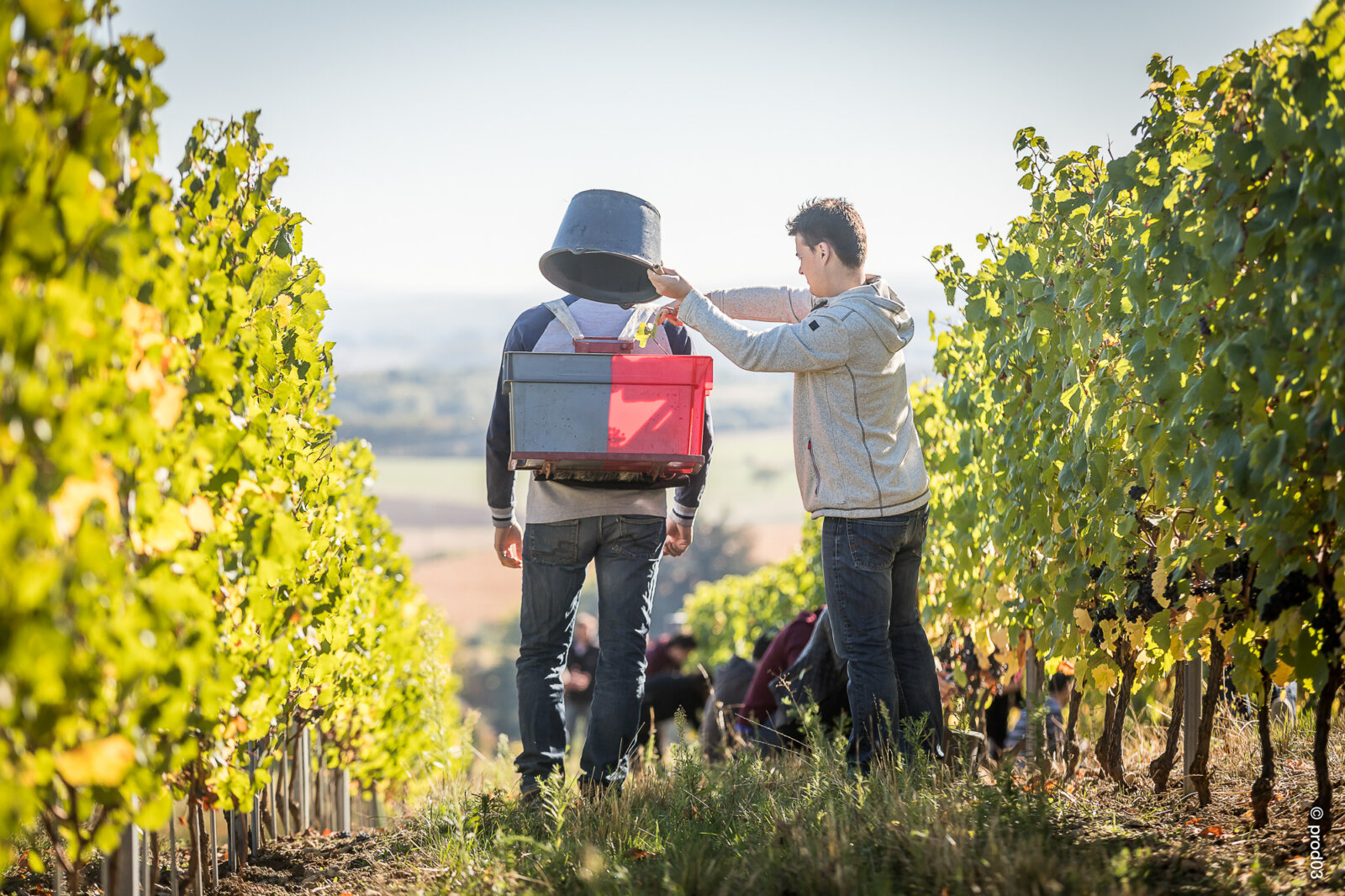 Domaine des Bérioles, photo 13