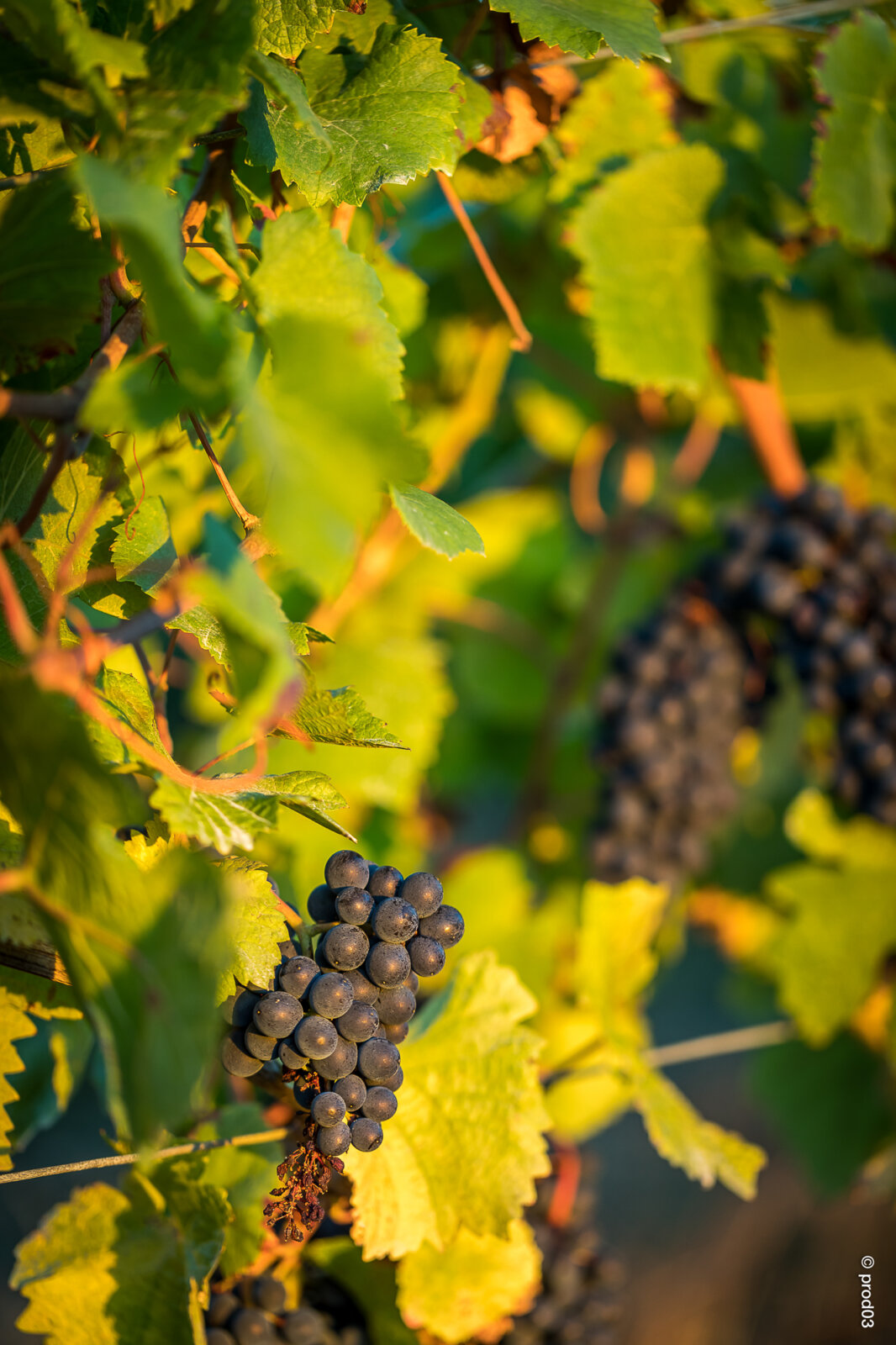 Domaine des Bérioles, photo 26
