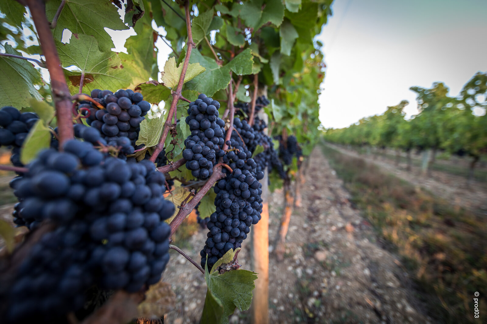 Domaine des Bérioles, photo 27