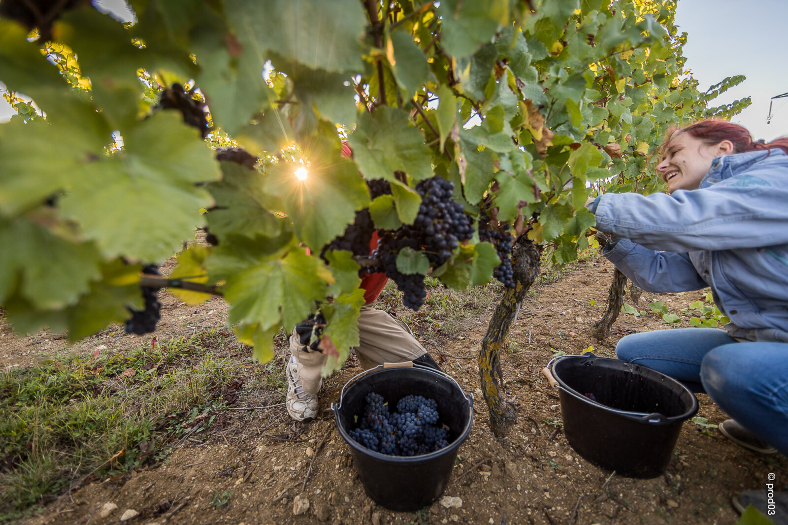 Domaine des Bérioles, photo 30